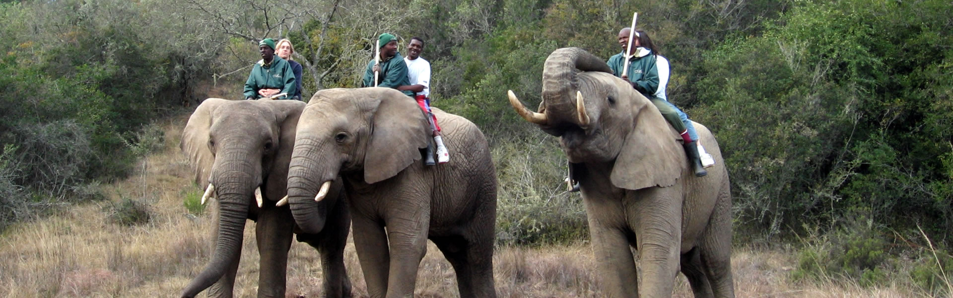 Elephant Back Rides and Interaction